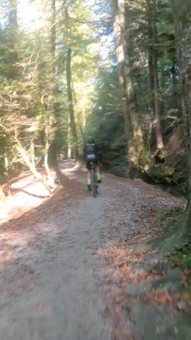 Cruising! 
This is one of the most beautiful parts in our Gravel Race! 
Enjoy our next #onboard! 😍✌🏼😎
🎥: Sven Hennauer
#trail #trails #singletrails #graveltrails #gravelroads #forest #gravellove #gravel #mountainbike #gravelracing #gravellove #gravelcycling #gravelgrinder #gravellife #kids #families #expo #gravelbikes #biketest #unpavedapproved #cycling #cyclinglife #cyclinglifestyle #ride #race #bern